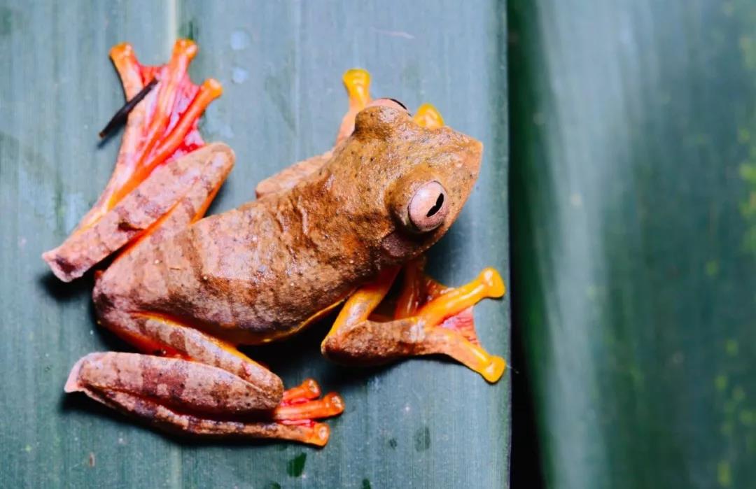 西雙版納研學(xué)旅行夏令營(yíng)