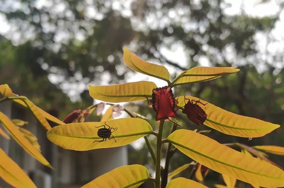 西雙版納研學營