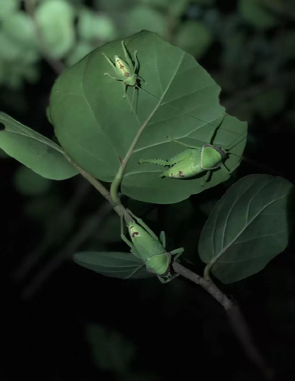 西雙版納研學旅行社