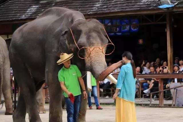 西雙版納研學夏令營