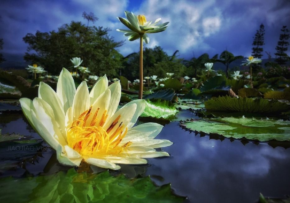 西雙版納會議旅游公司