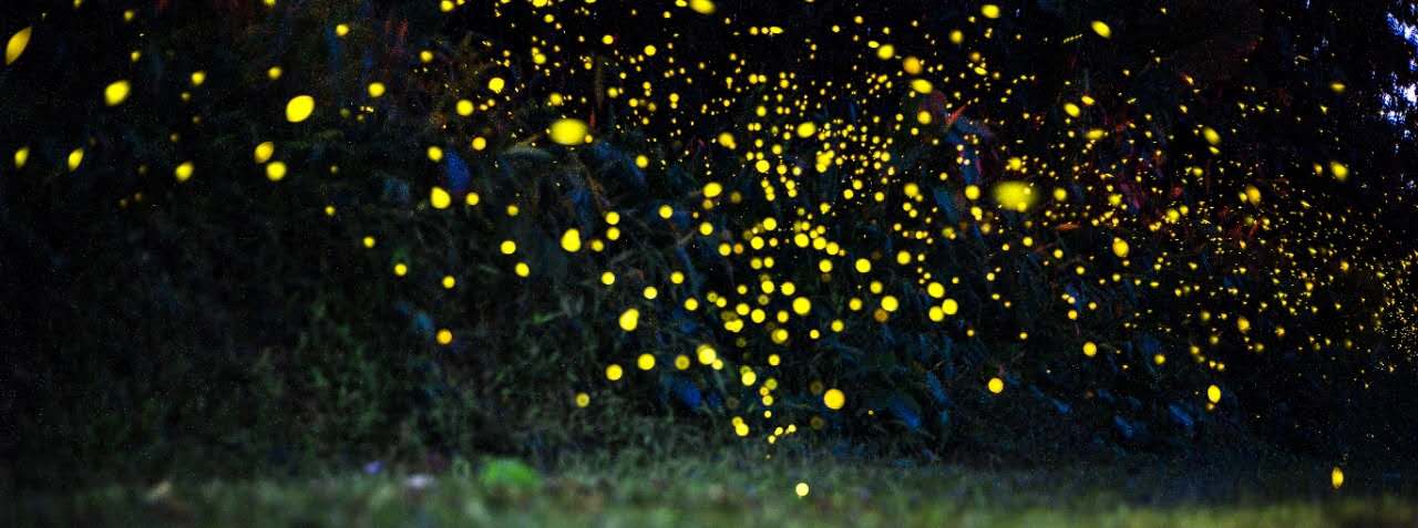 西雙版納 西雙版納