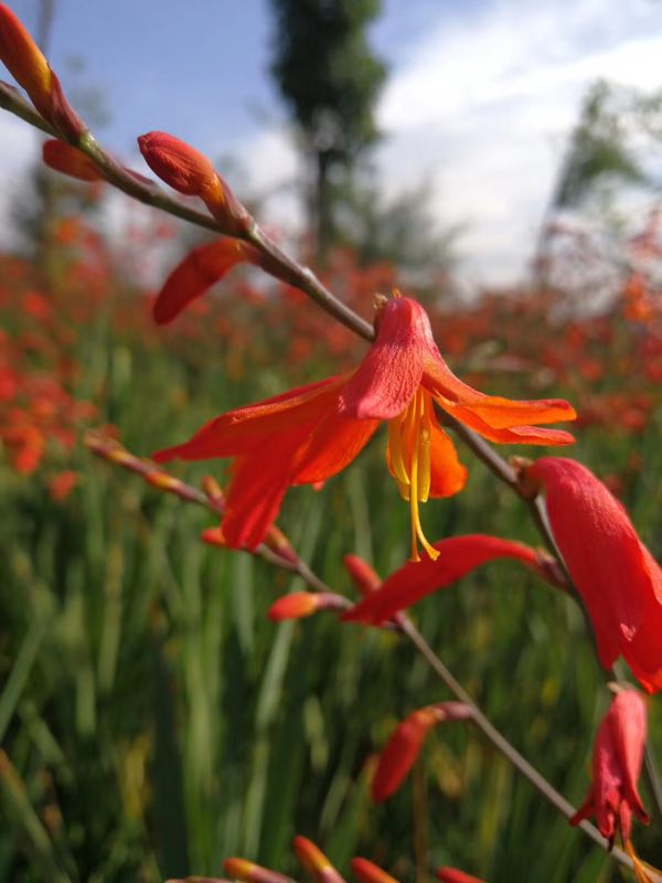西雙版納 西雙版納