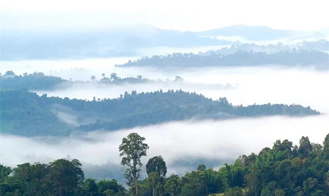 西雙版納鄉村1日游：賀開古茶園，傣族造紙第一村，休閑度假好去處
