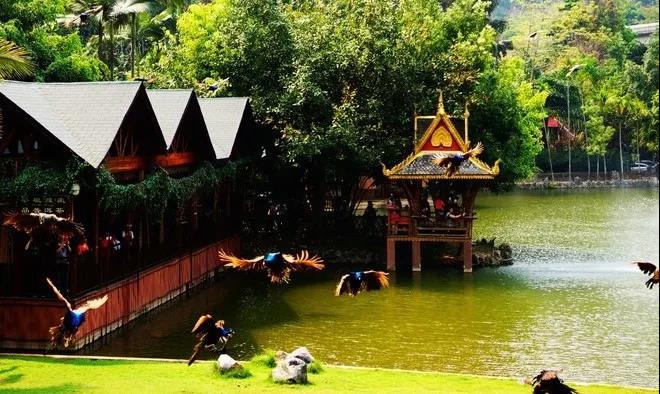 彩云之南的“森林氧吧”西雙版納