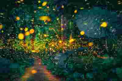 暑期樂游西雙版納 | 趣味研學、寓教于樂，赴一場雨林秘境研學之旅